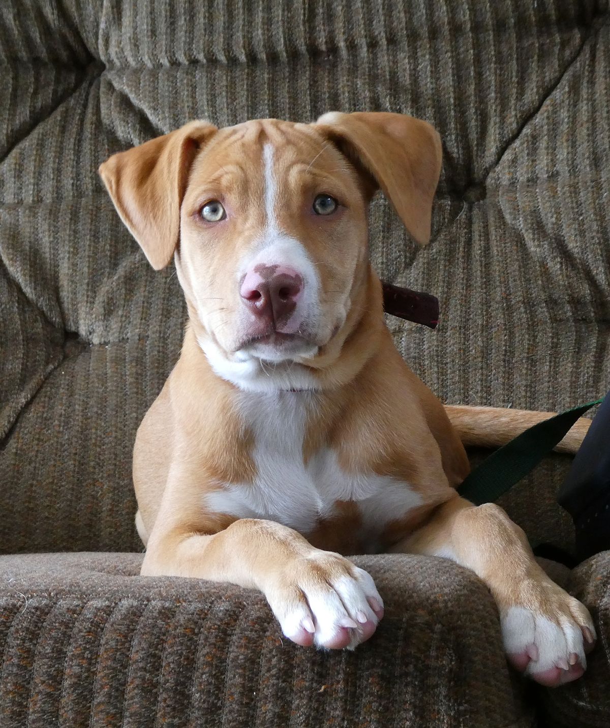 Gallery image: Blaze