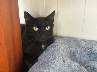 Gallery image: Knight