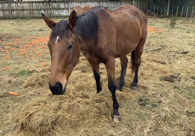 Man sentenced for letting horse starve to death 