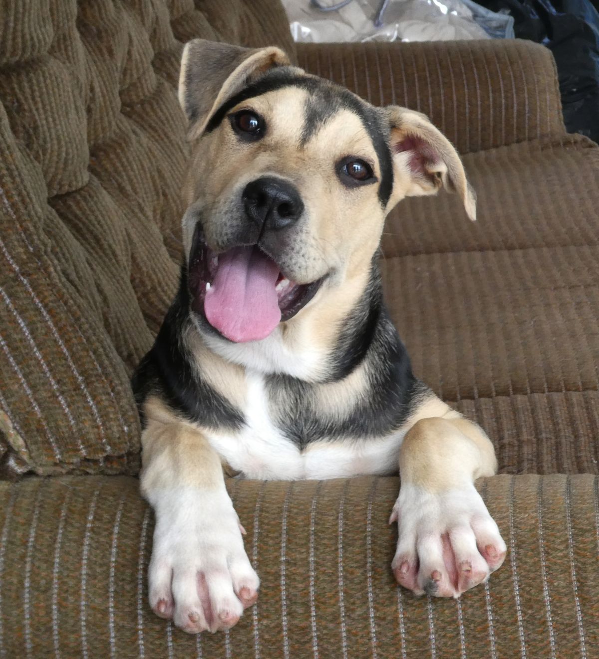 Gallery image: Maisie