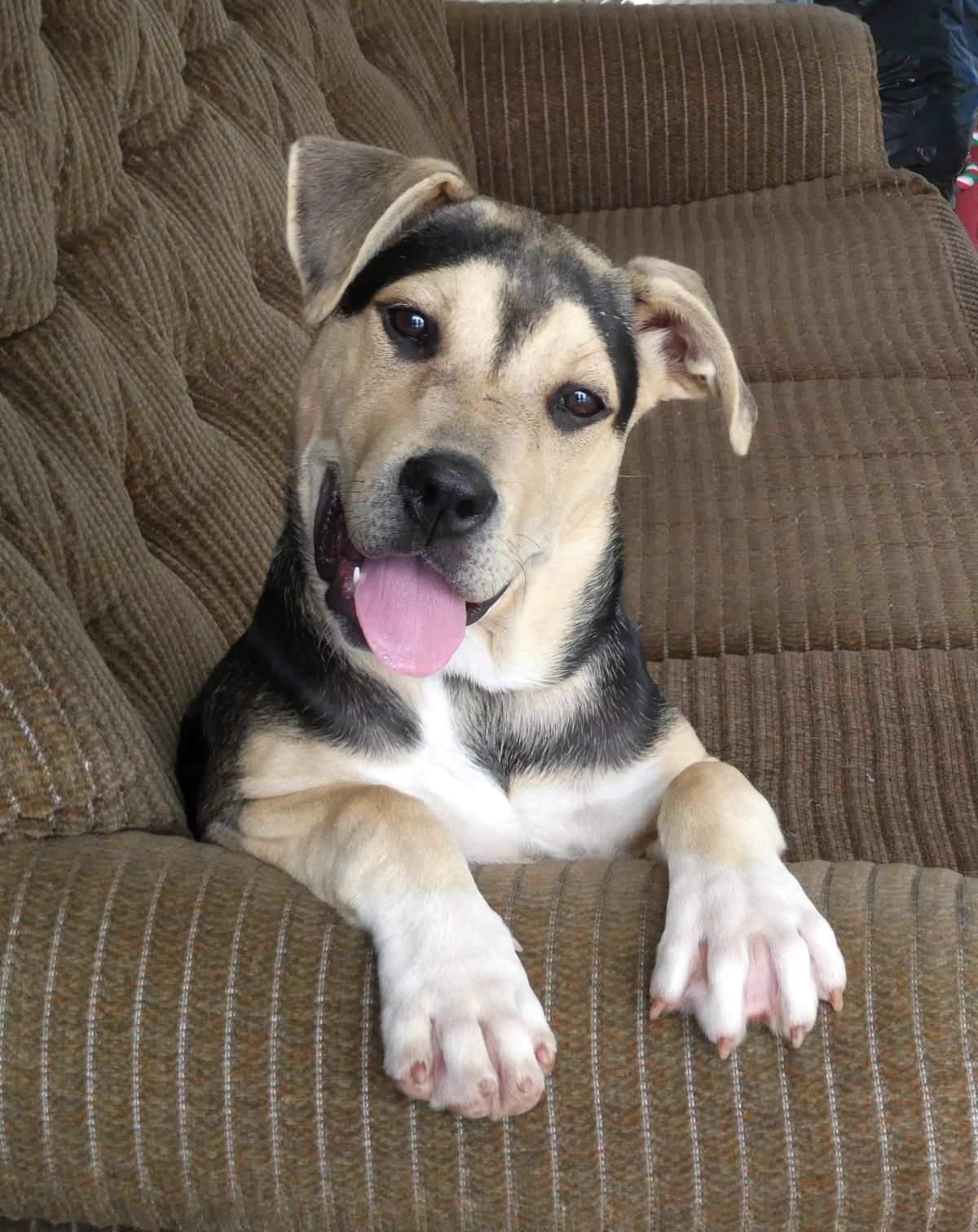 Gallery image: Maisie