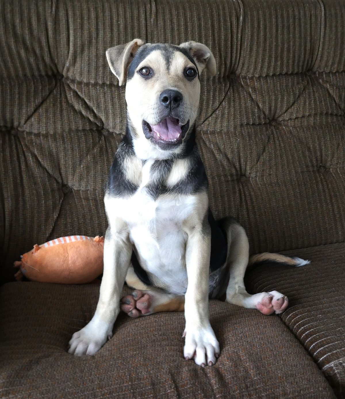 Gallery image: Maisie