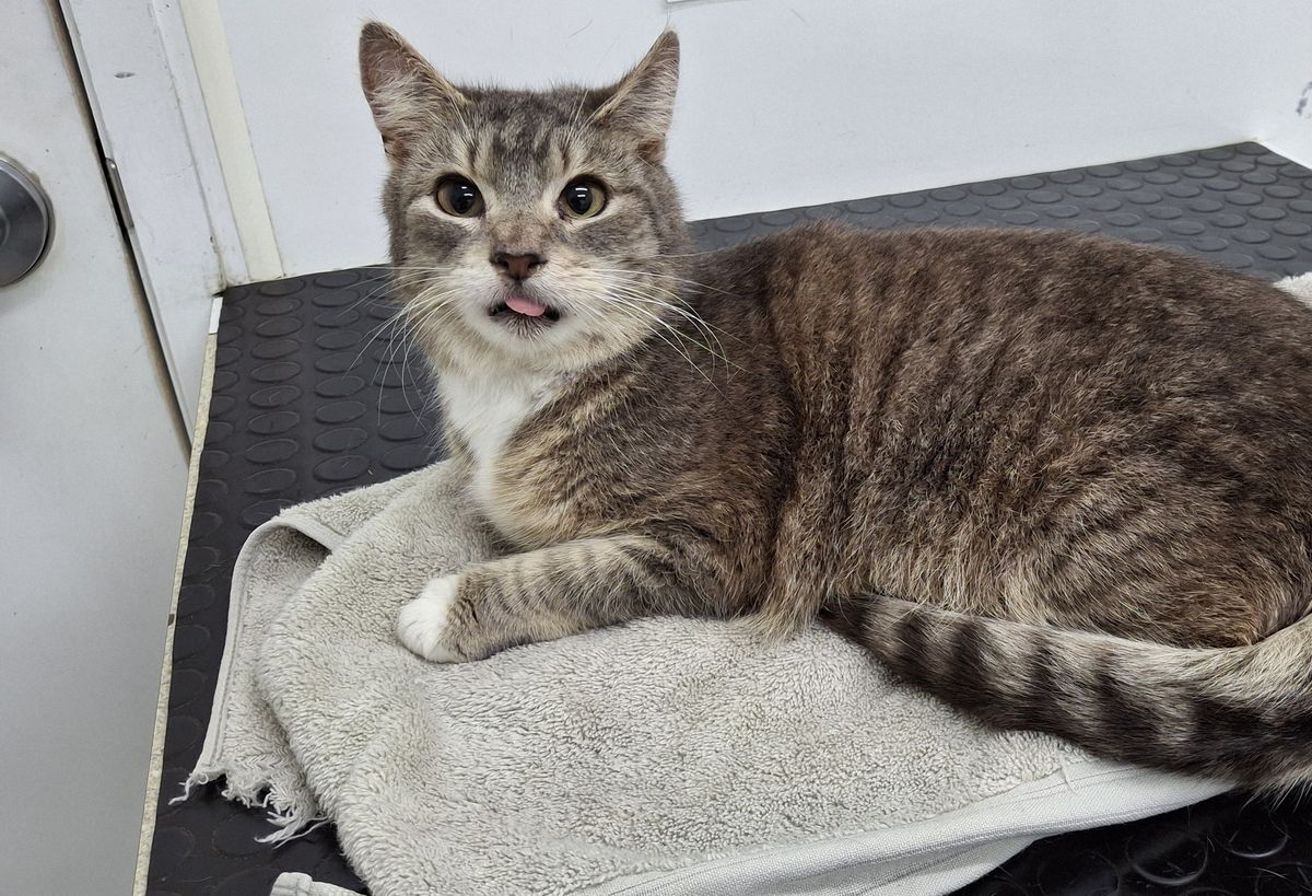 Gallery image: Cheeky