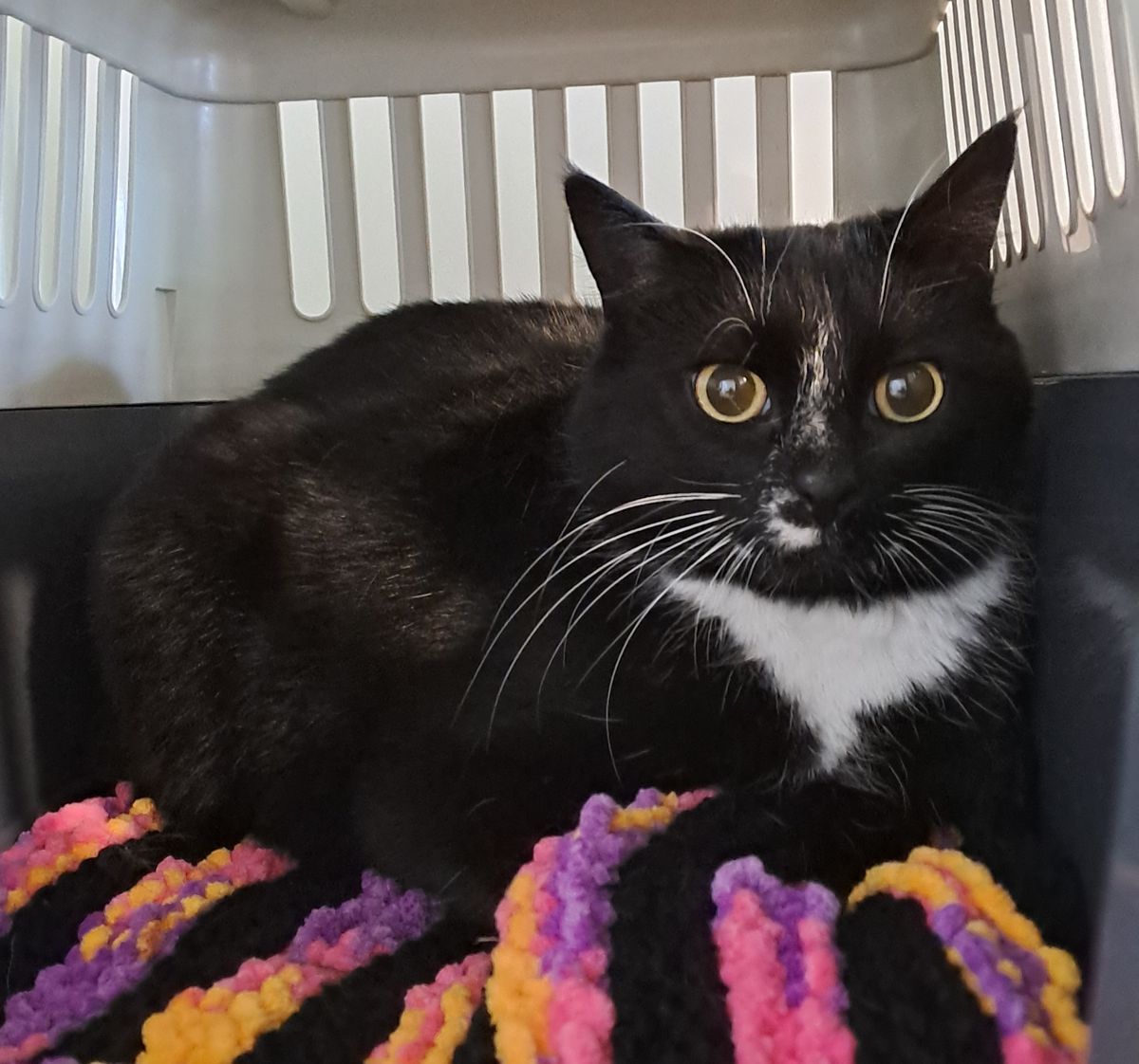 Gallery image: Kitty Finlay