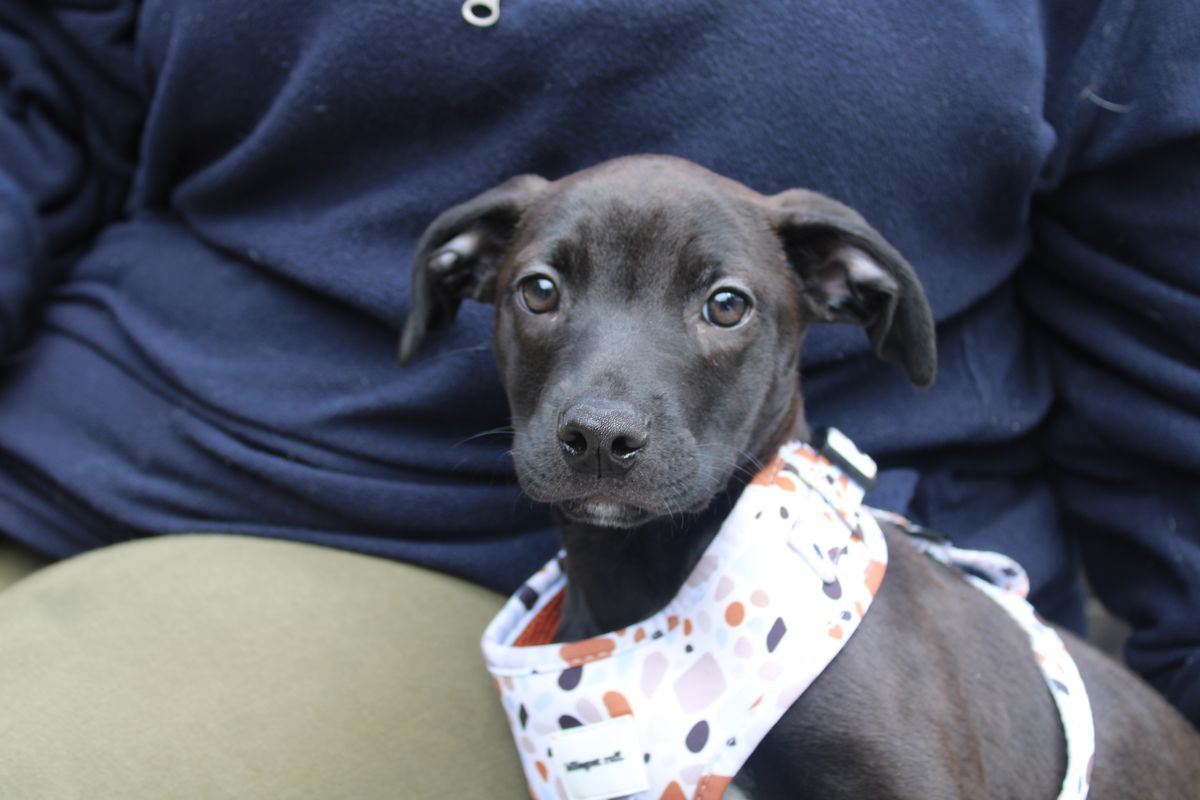 Gallery image: Olive