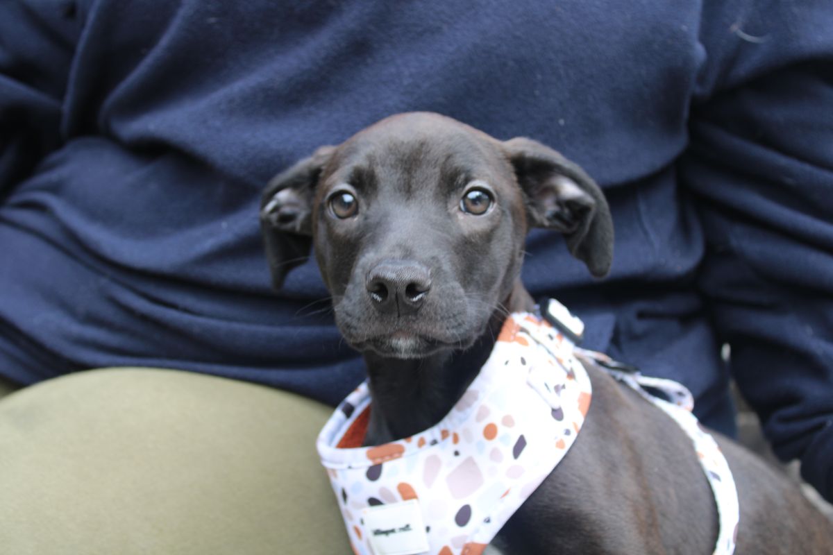 Gallery image: Olive