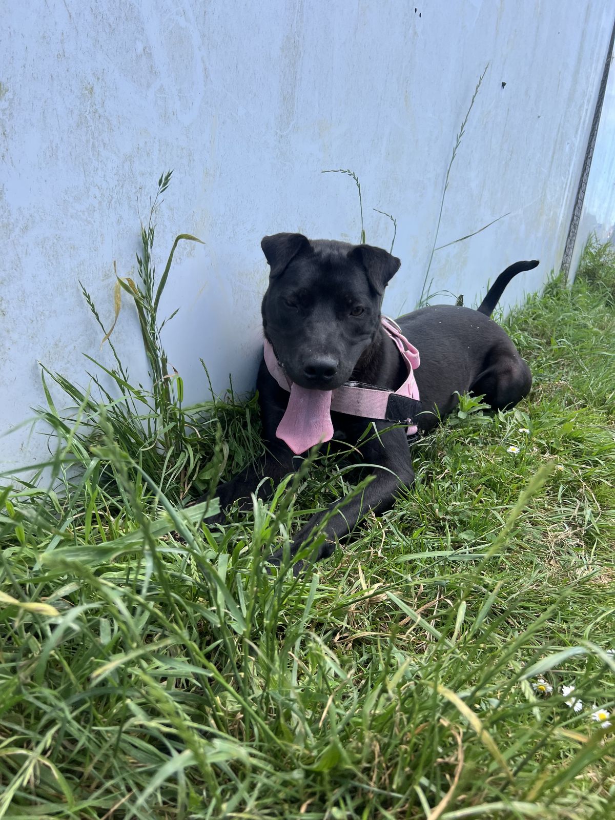 Gallery image: Sundae