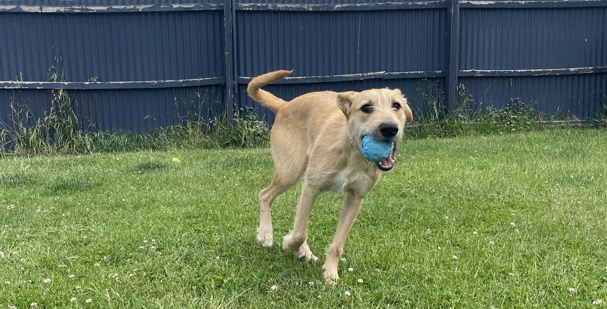 Gallery image: Annie