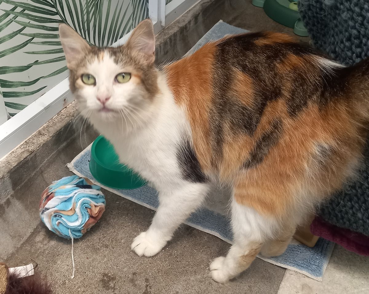 Gallery image: Cheskie