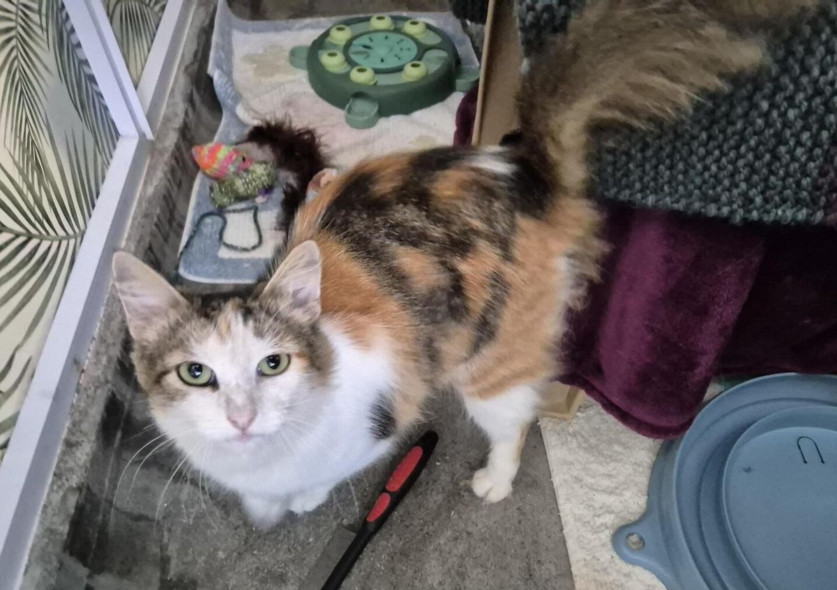 Gallery image: Cheskie