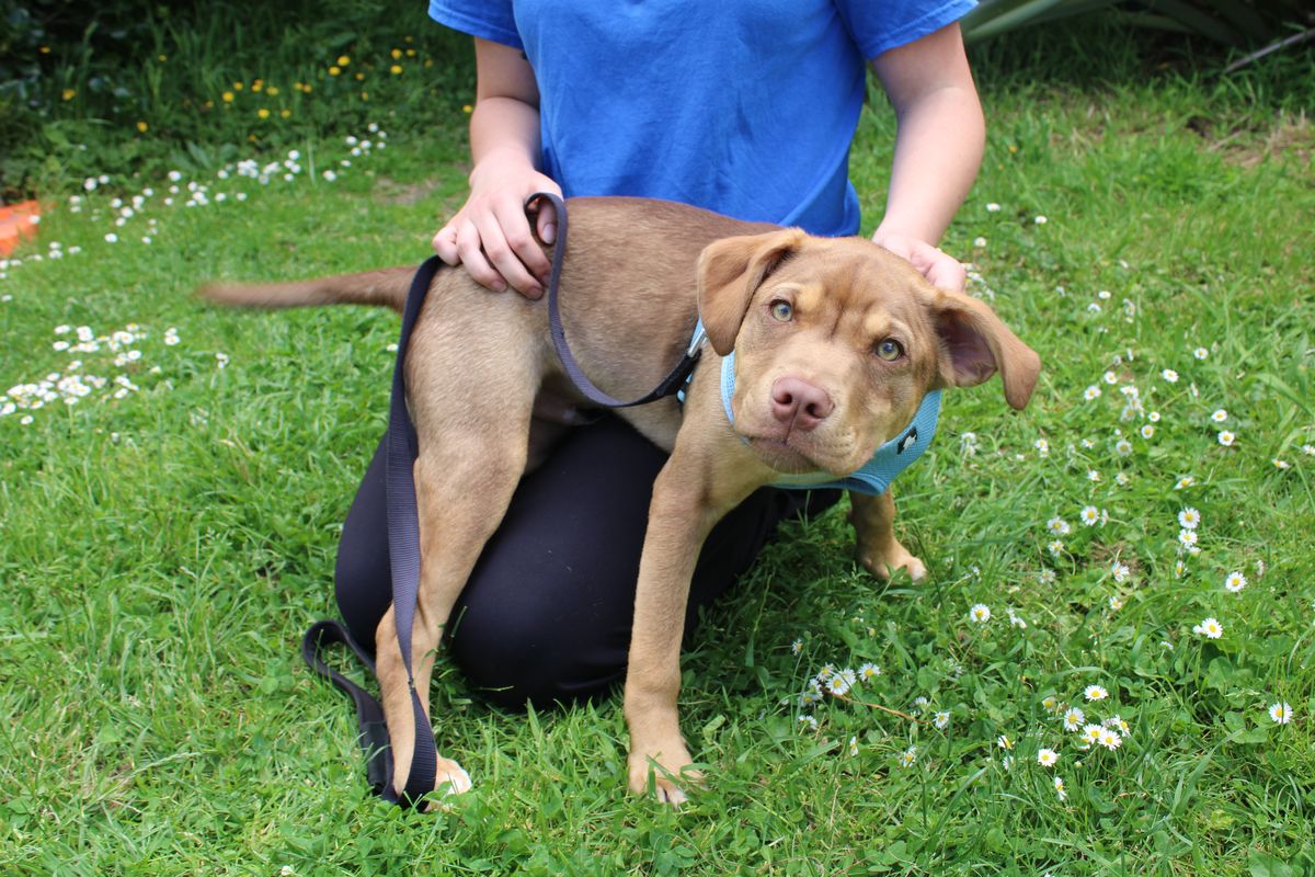 Gallery image: Frodo