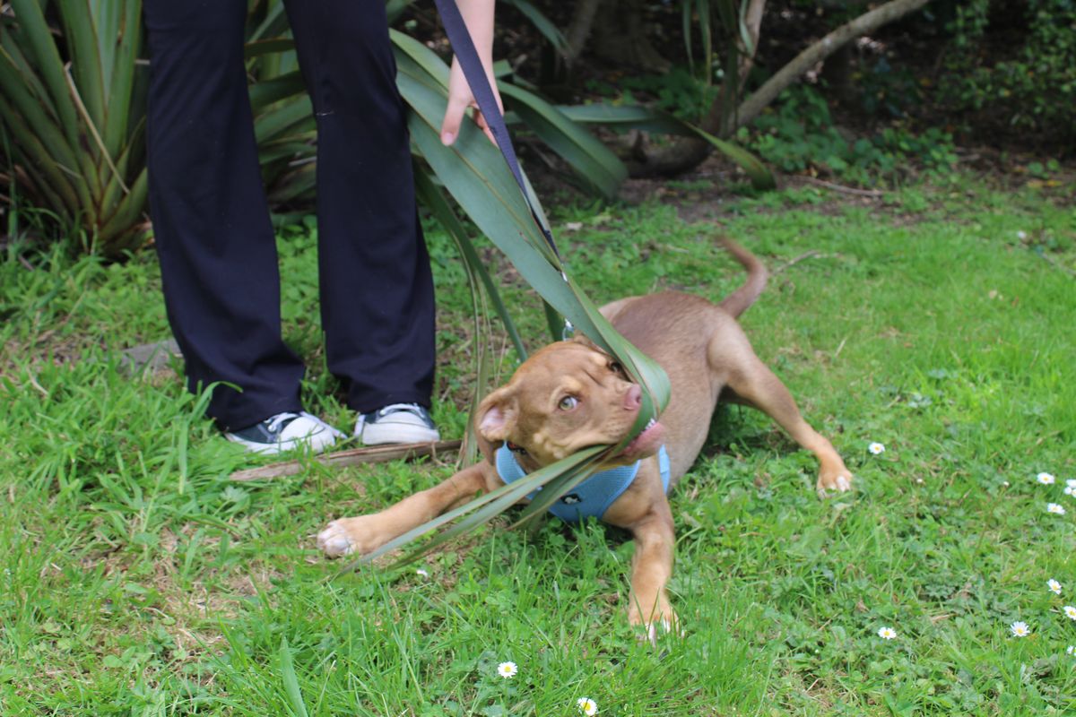 Gallery image: Frodo