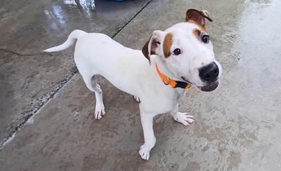 Jordie - Medium Cross Breed