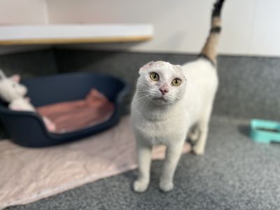 The importance of protecting your pets from sun damage: Tilly’s story