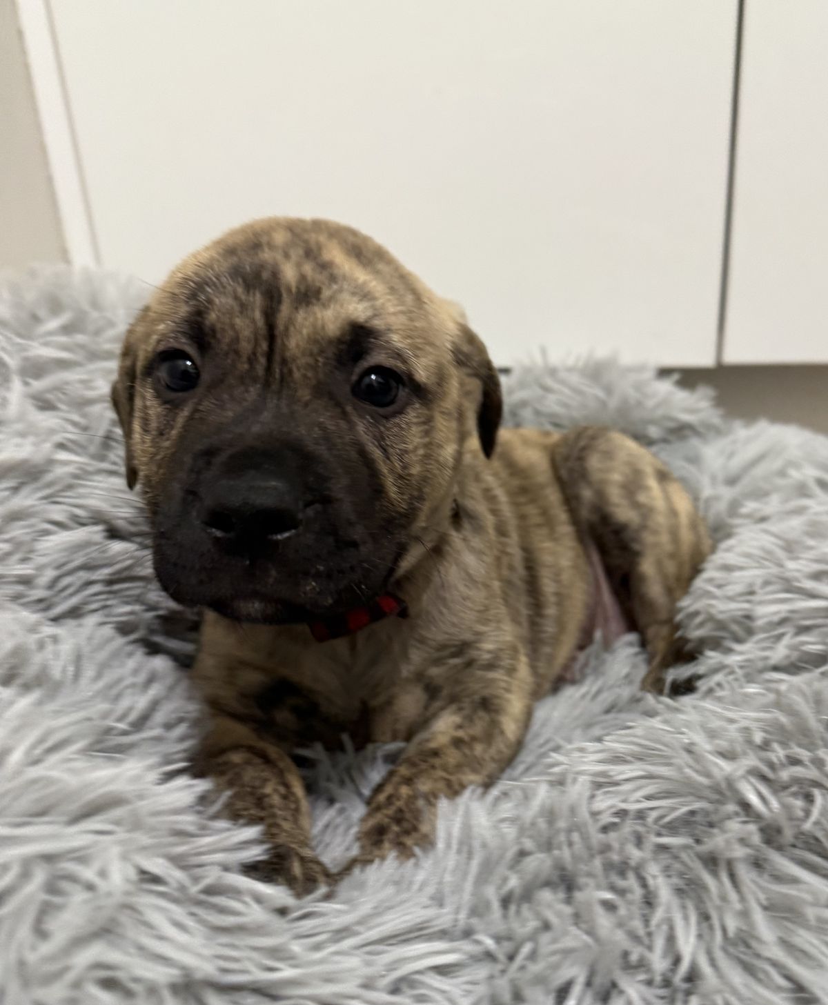 Gallery image: Scout 