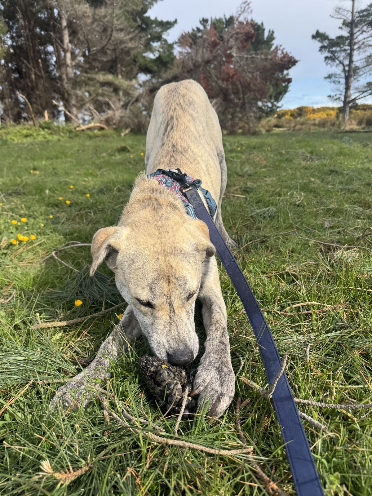 Gallery image: Shilo