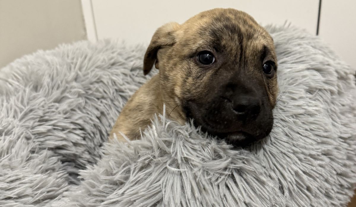 Gallery image: Scout 