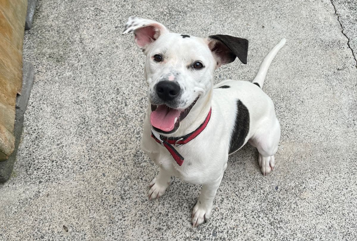 Gallery image: Sassy