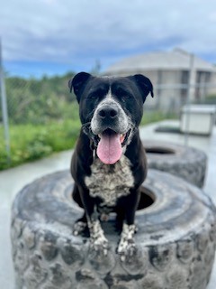 Knox - Staffy