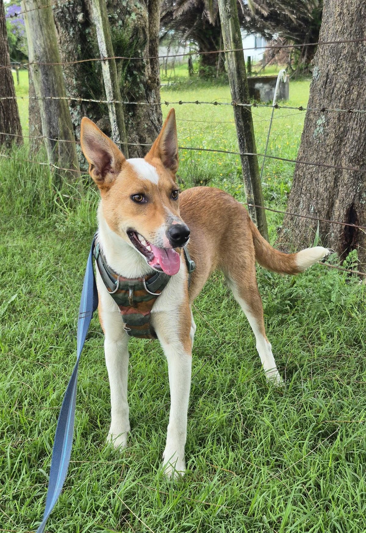 Gallery image: Fudge