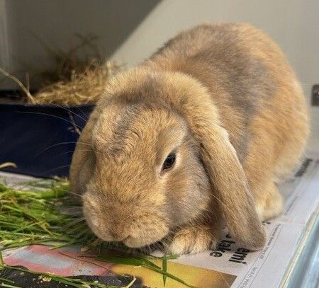 Gallery image: Thunder