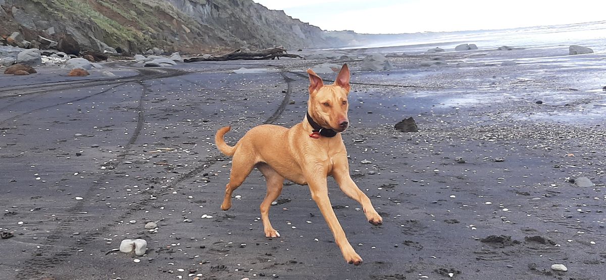 Gallery image: Bella