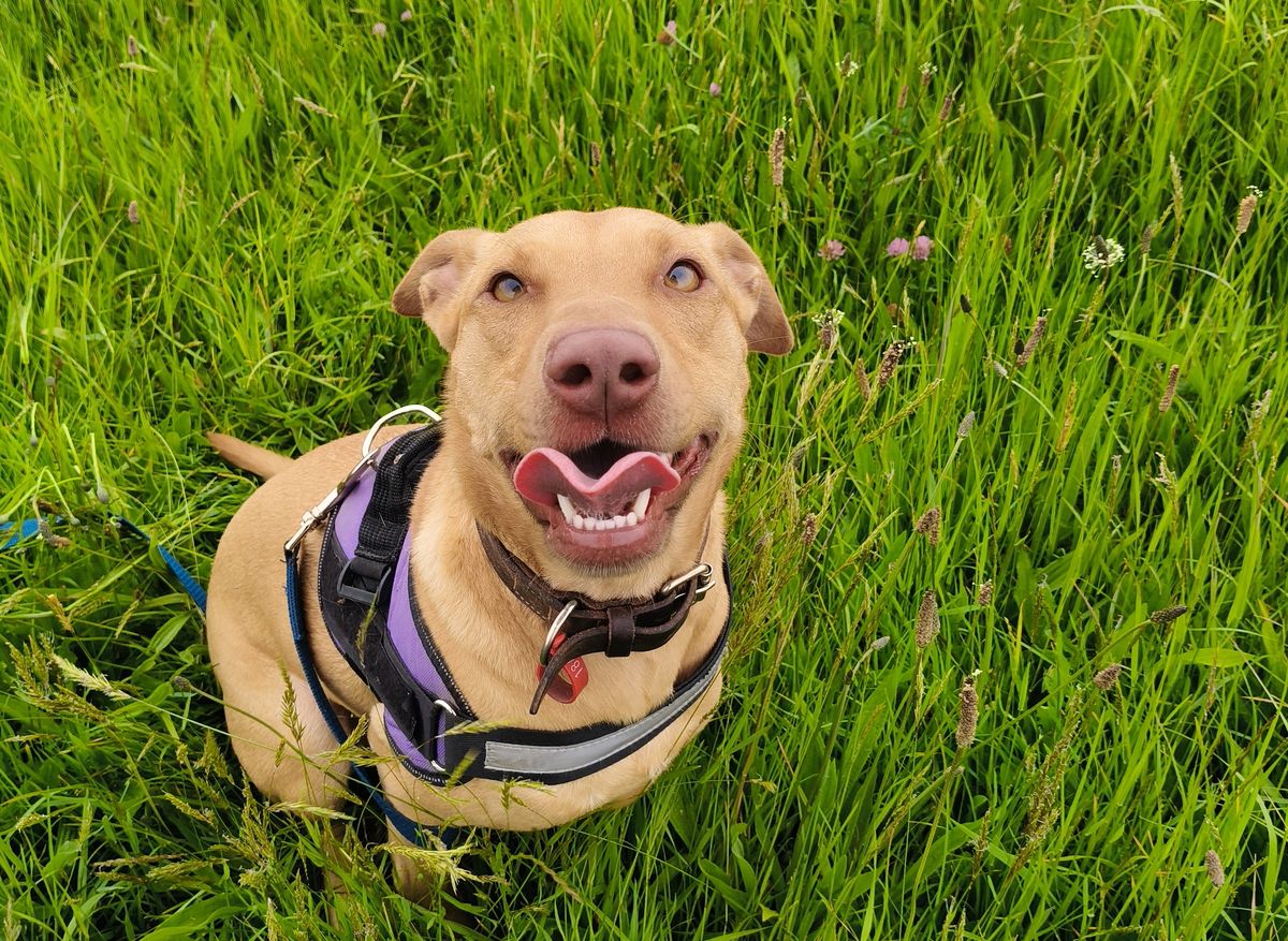 Gallery image: Bella