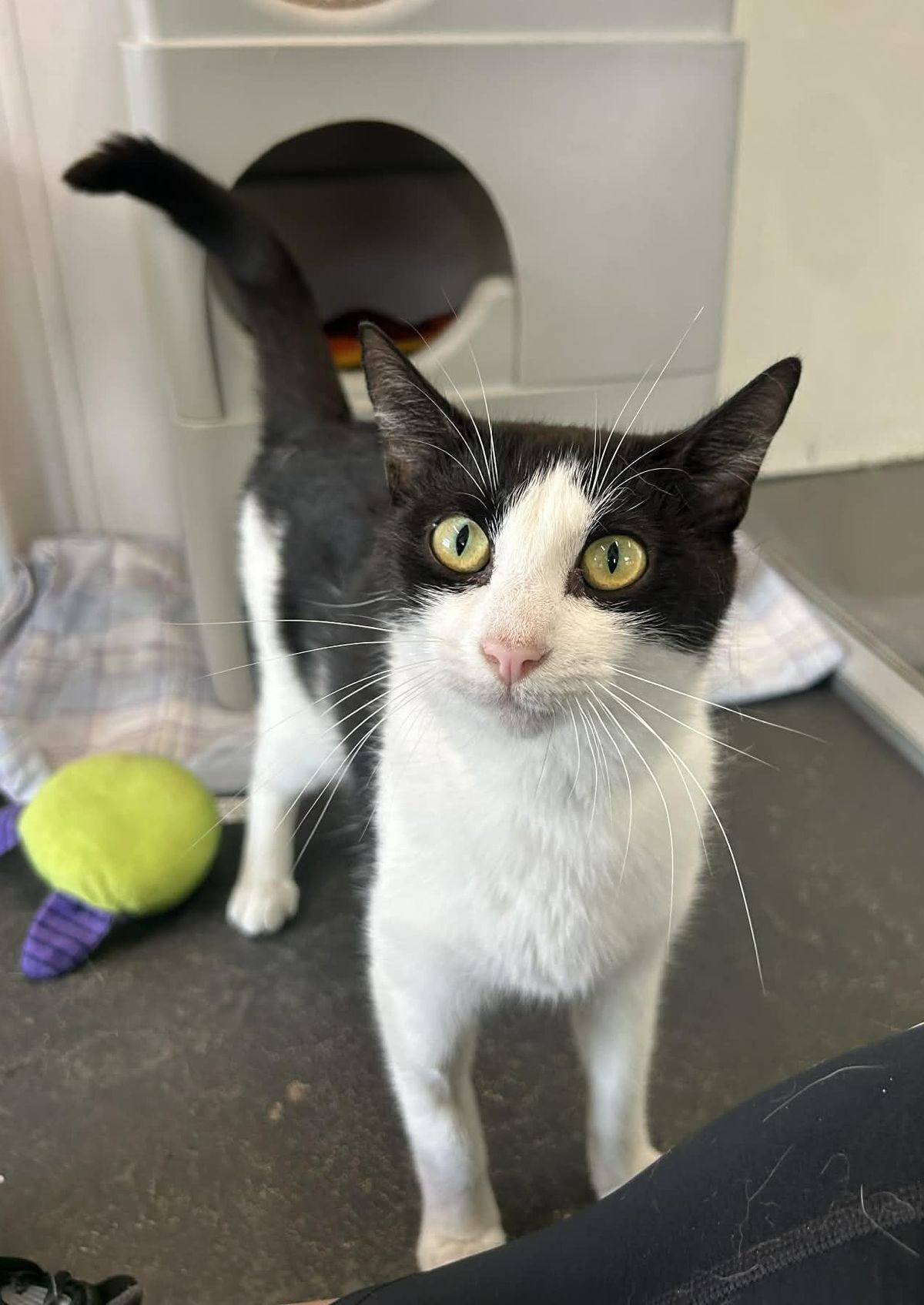 Gallery image: Sylvia