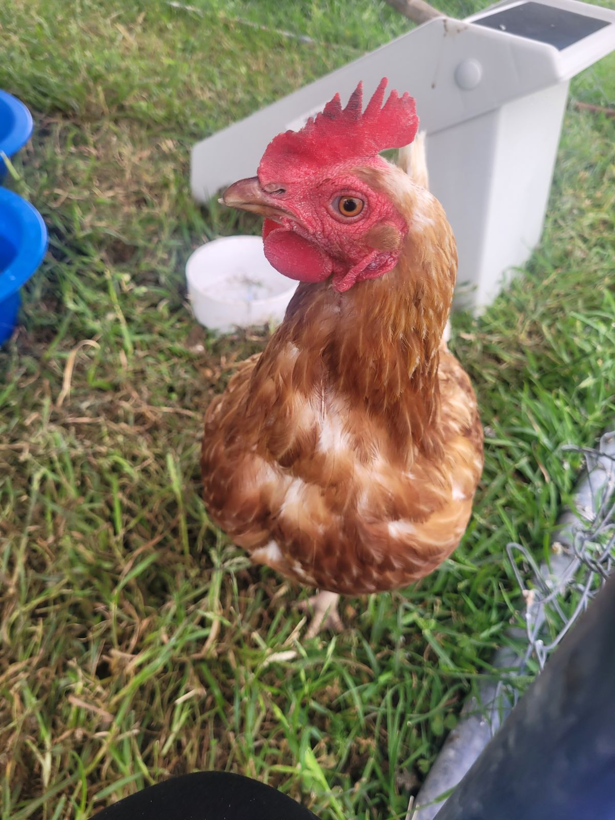 Gallery image: Bambam