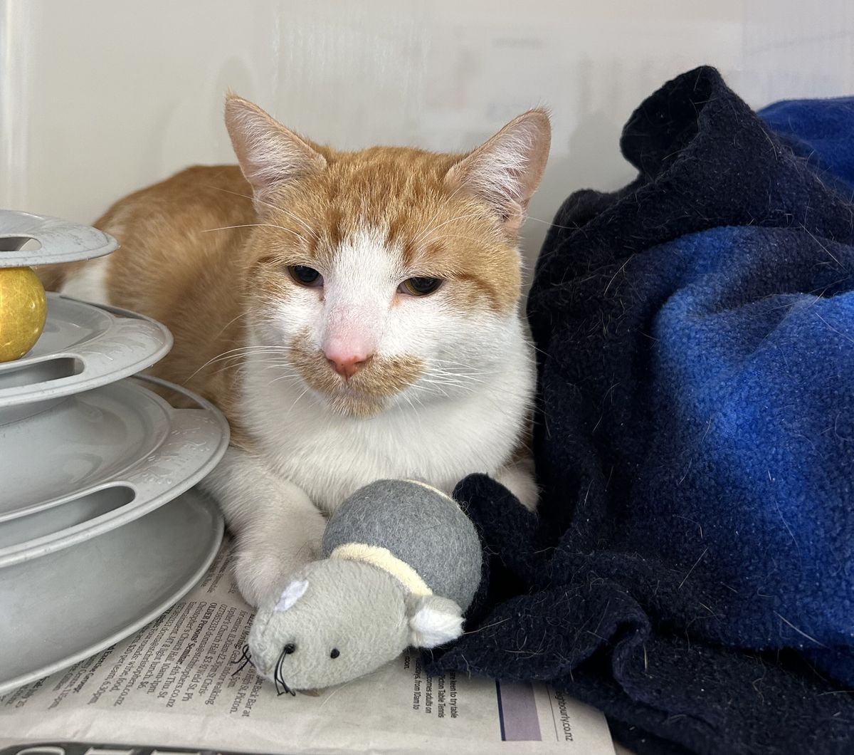 Gallery image: Ernie