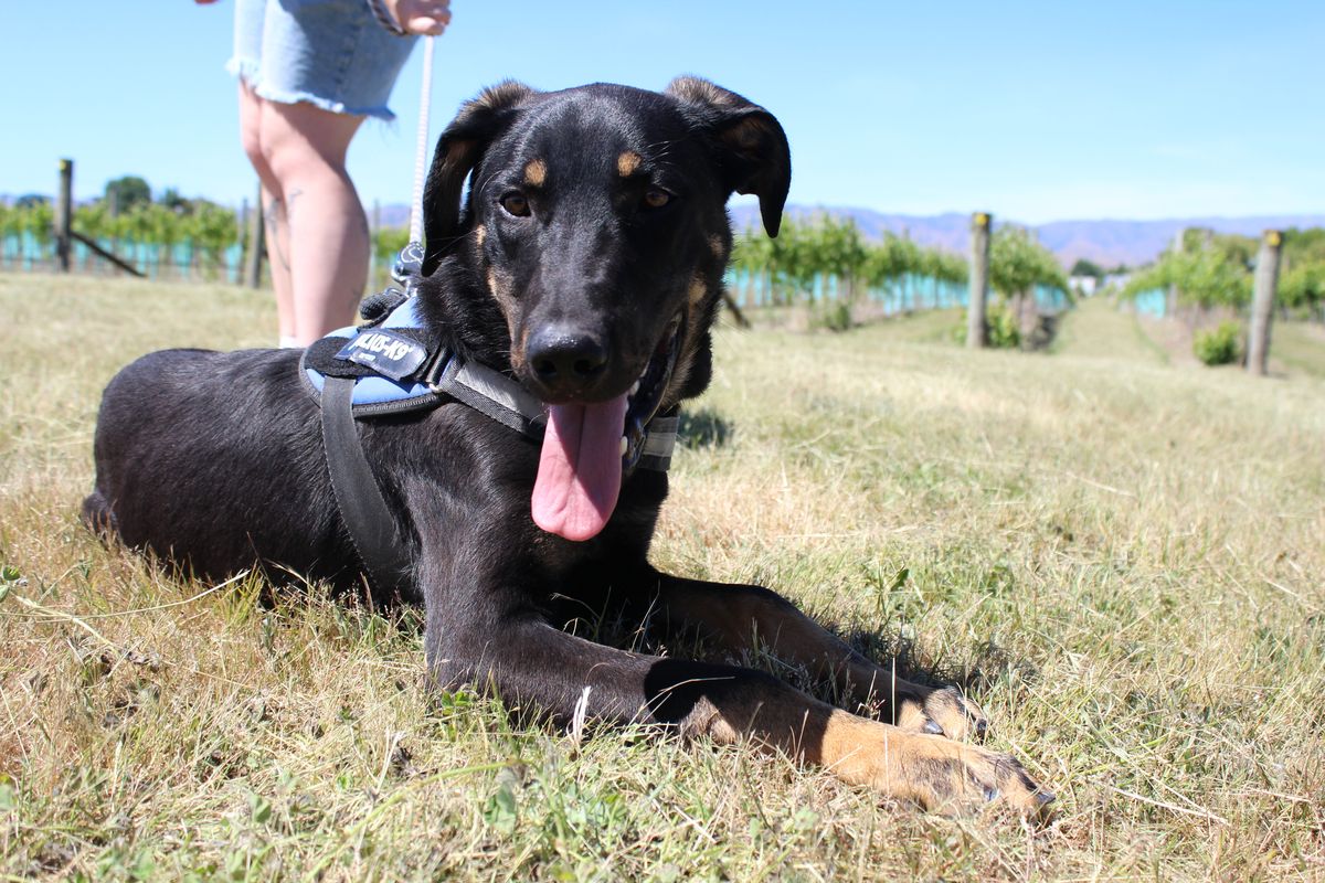 Gallery image: Tanggol