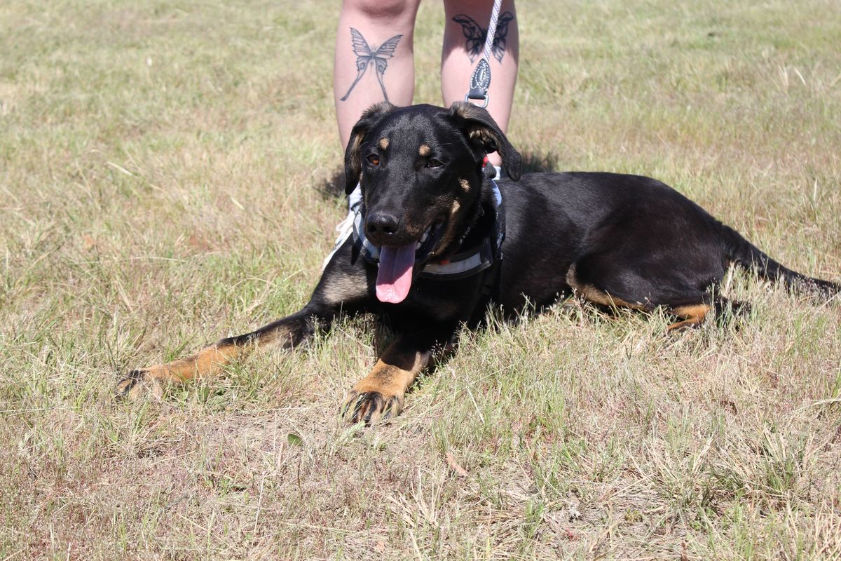 Gallery image: Tanggol