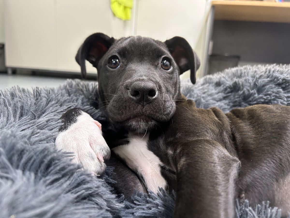 Gallery image: Bella