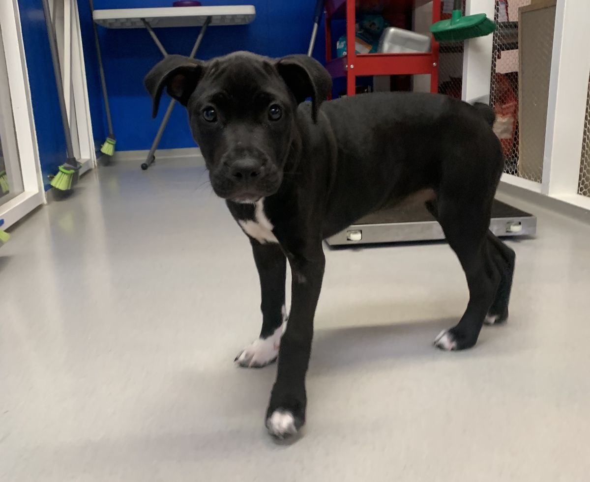 Gallery image: Bella