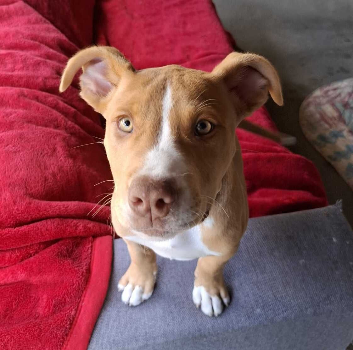 Gallery image: Chewy