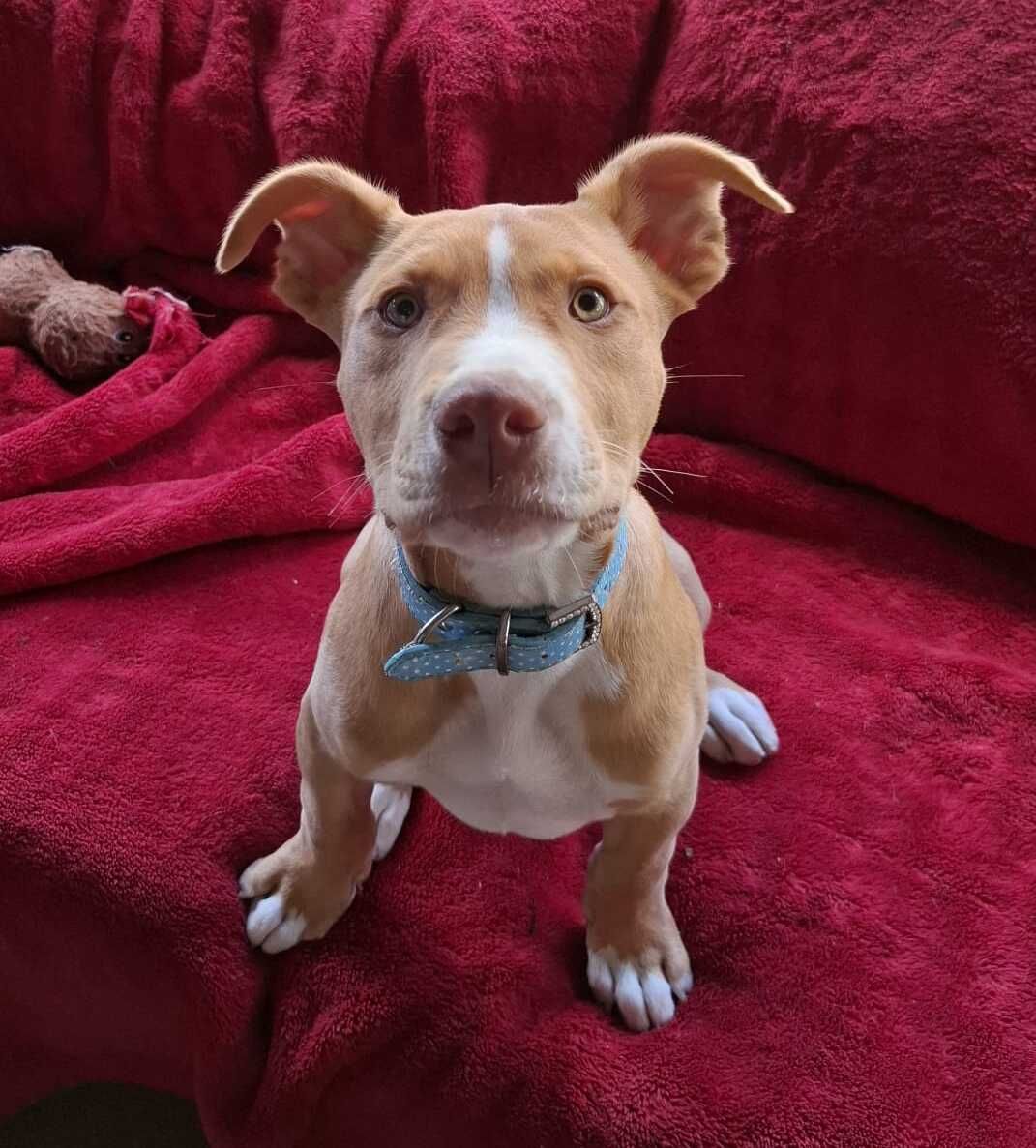 Gallery image: Chewy