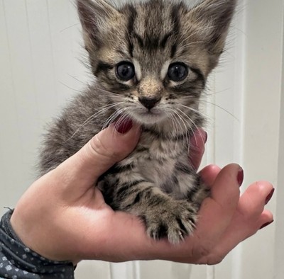 Trouble - Domestic Short Hair