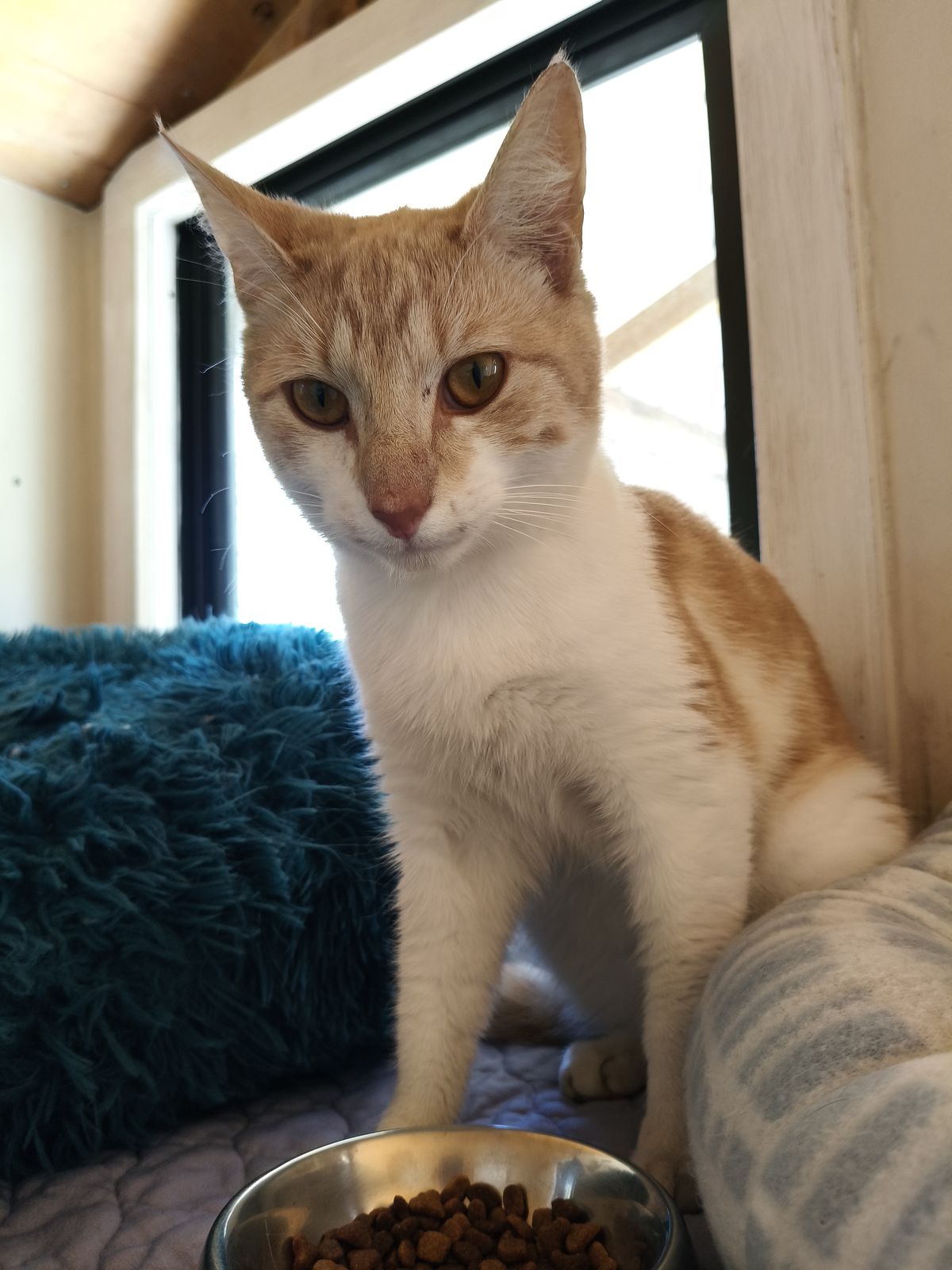 Gallery image: Puss N Boots