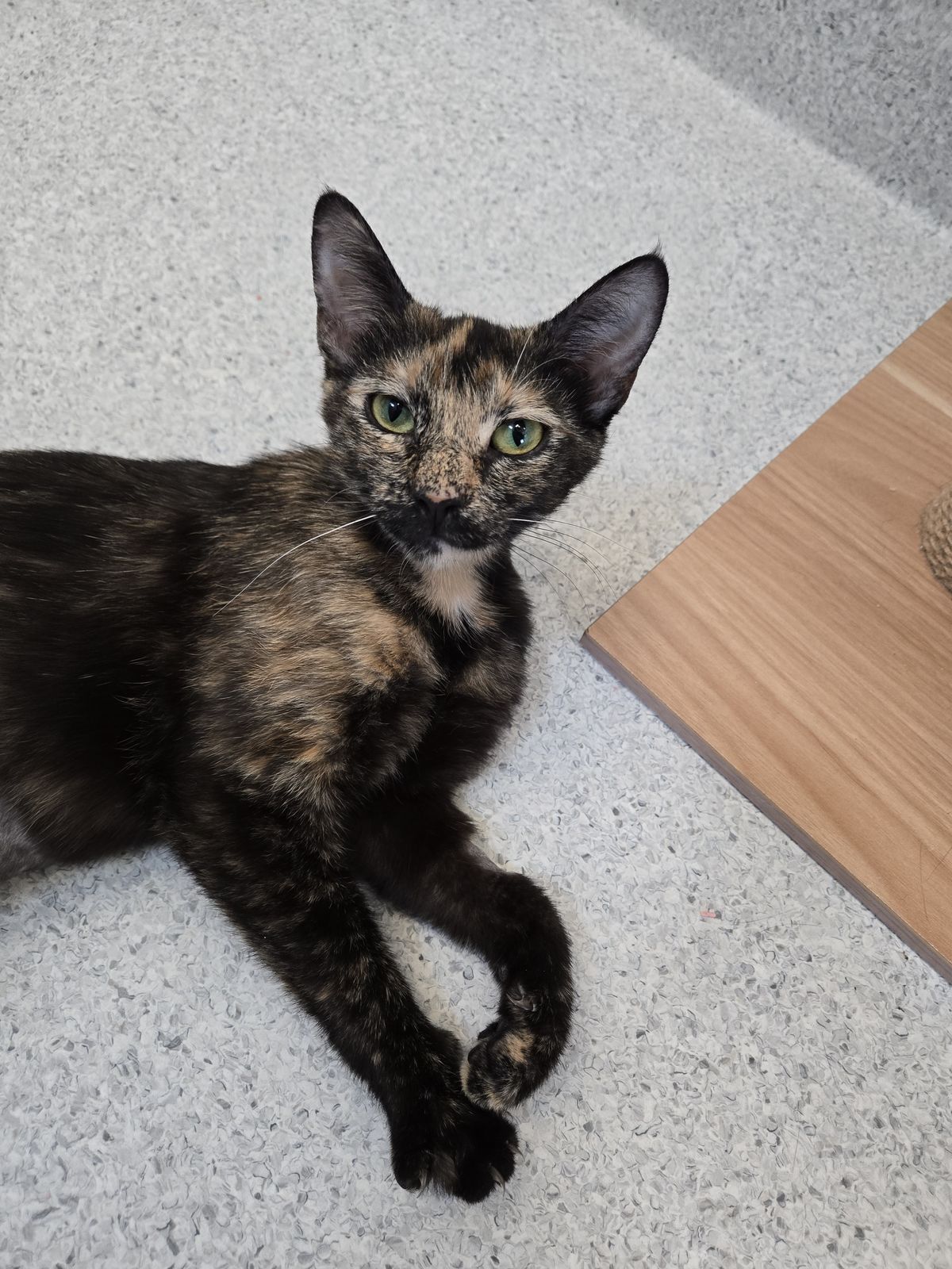 Gallery image: Indie