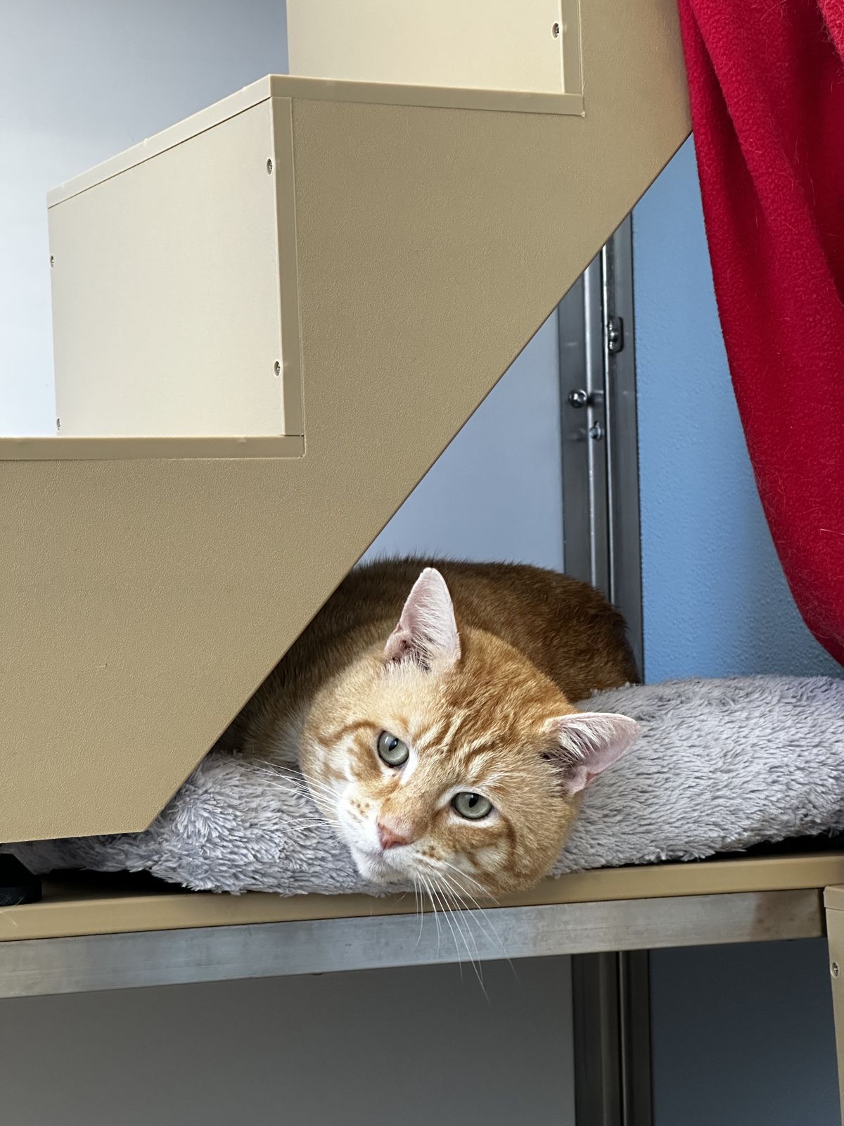 Gallery image: Roger