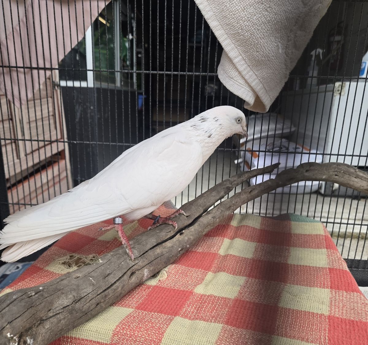 Gallery image: Malcolm 