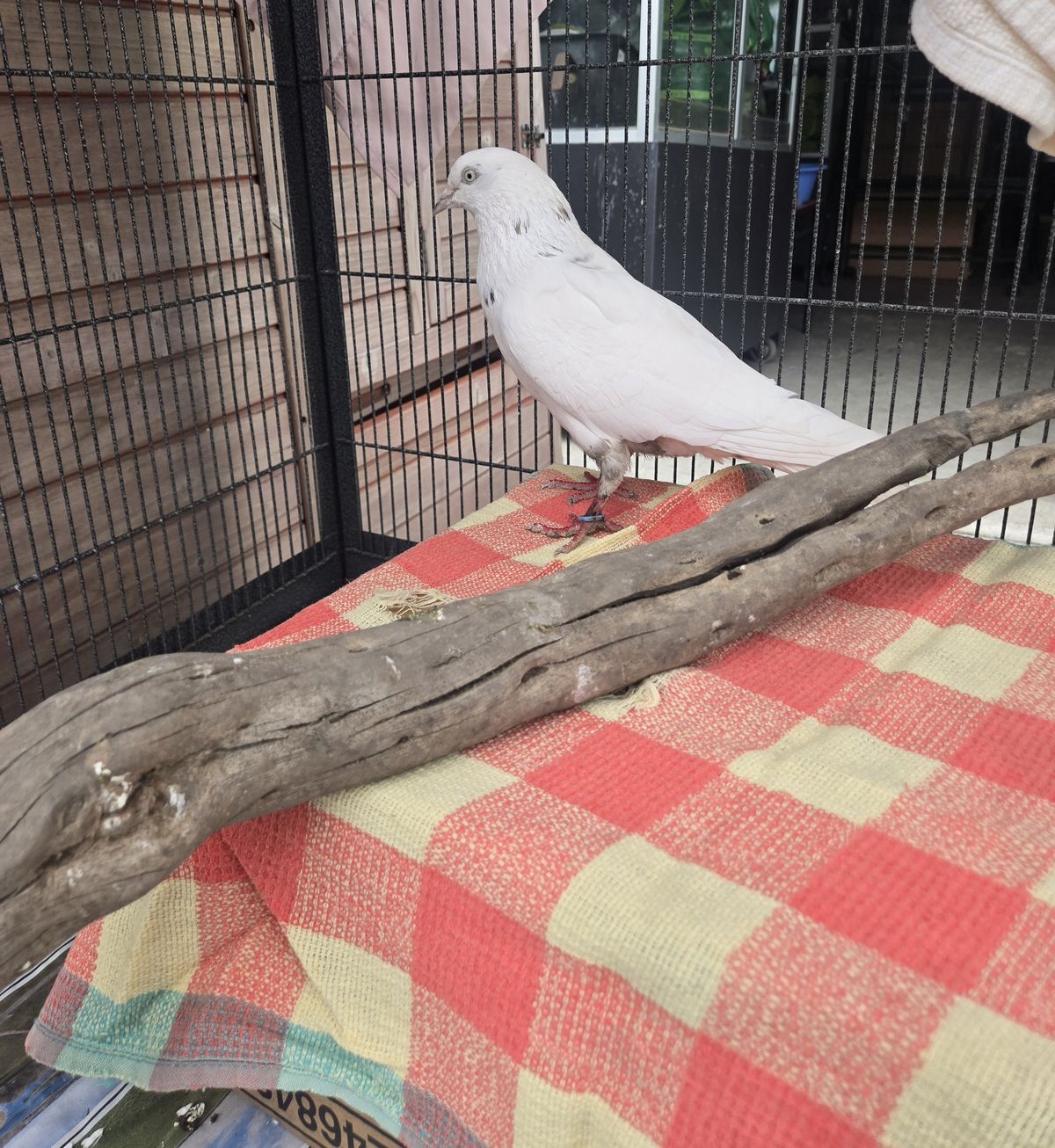 Gallery image: Malcolm 