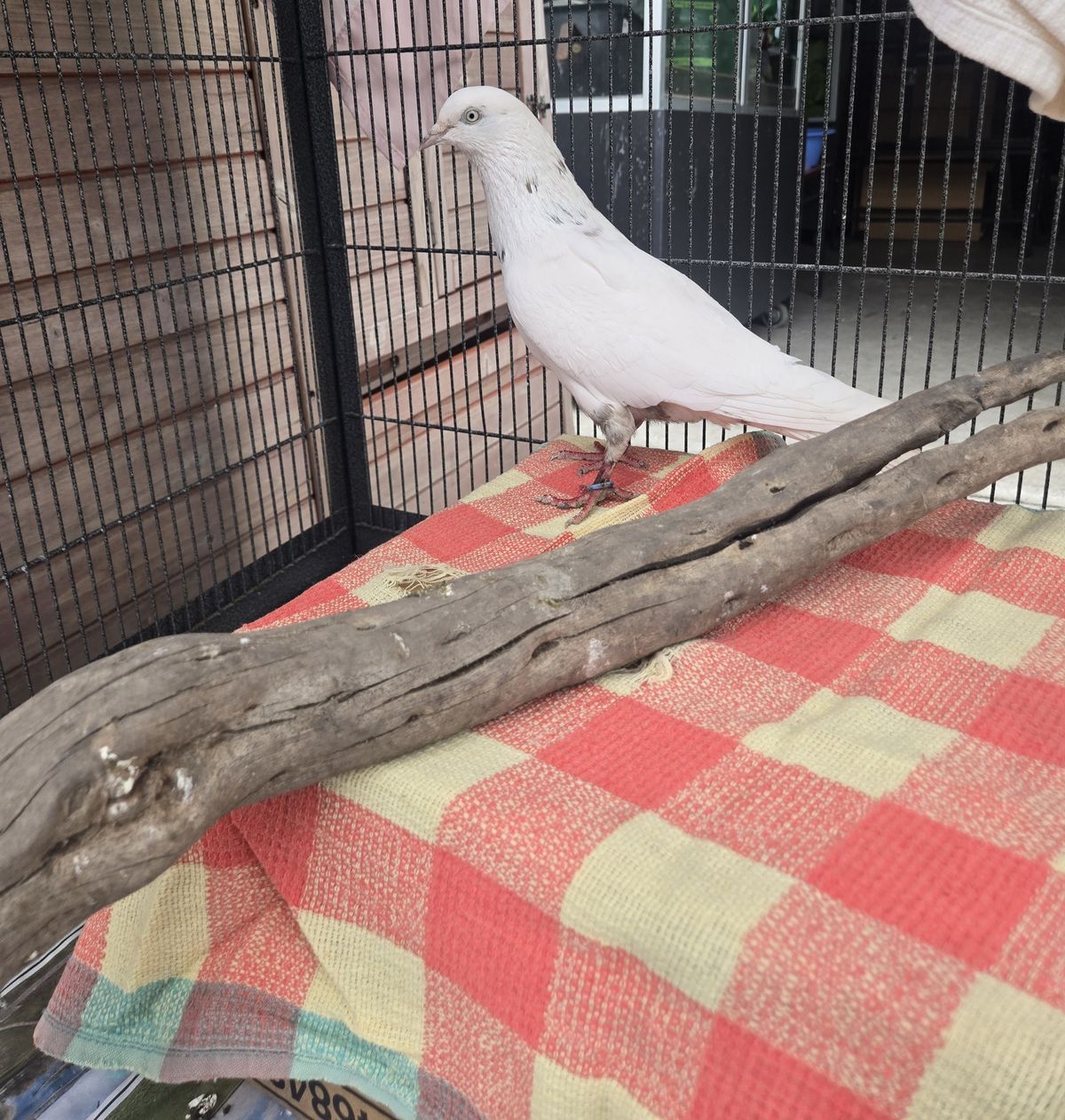 Gallery image: Malcolm 