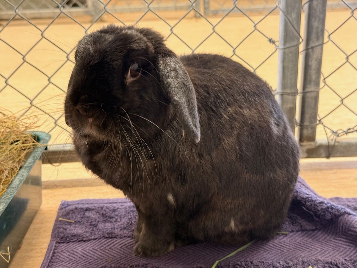 Gallery image: Pepper