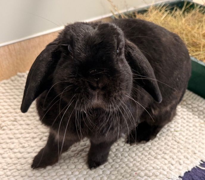 Gallery image: Pepper