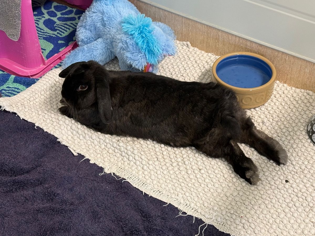 Gallery image: Pepper