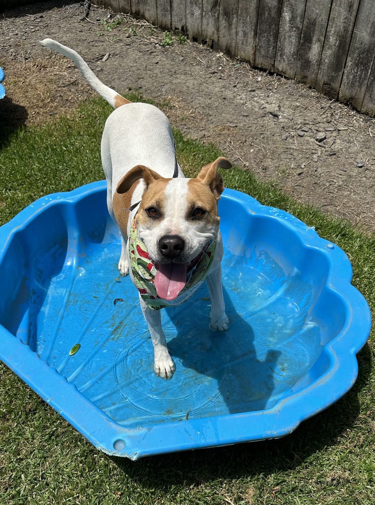 Gallery image: Ginger