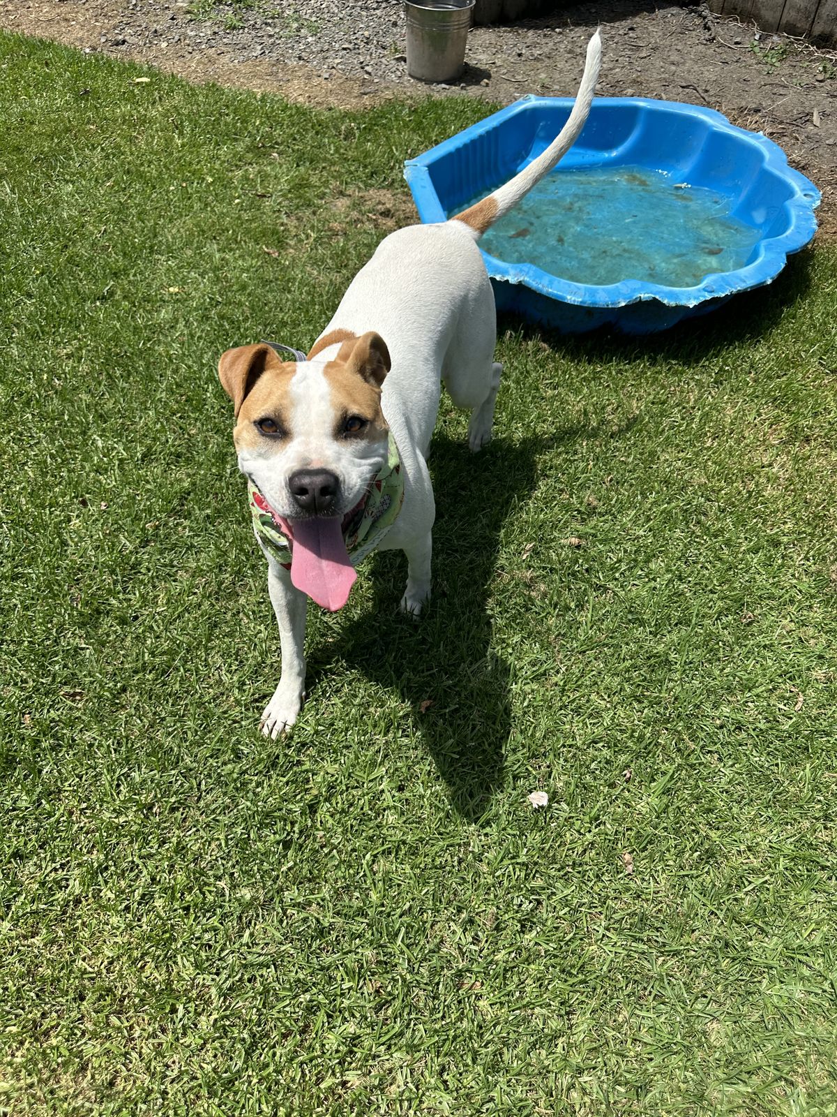 Gallery image: Ginger