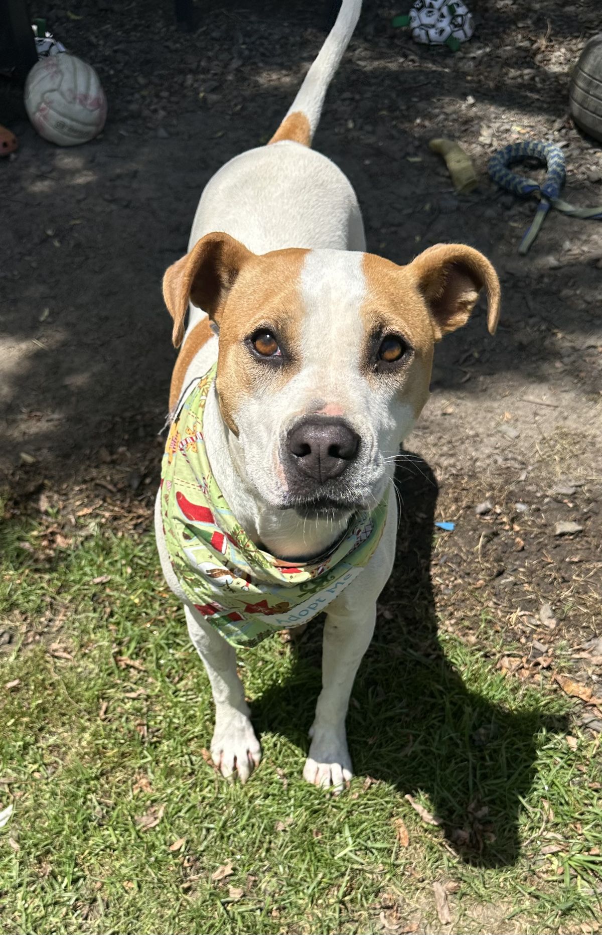 Gallery image: Ginger