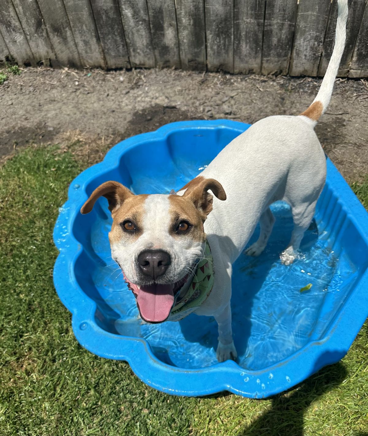 Gallery image: Ginger